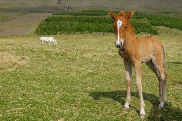 Potro de cavalo islandês — Fotografia de Stock