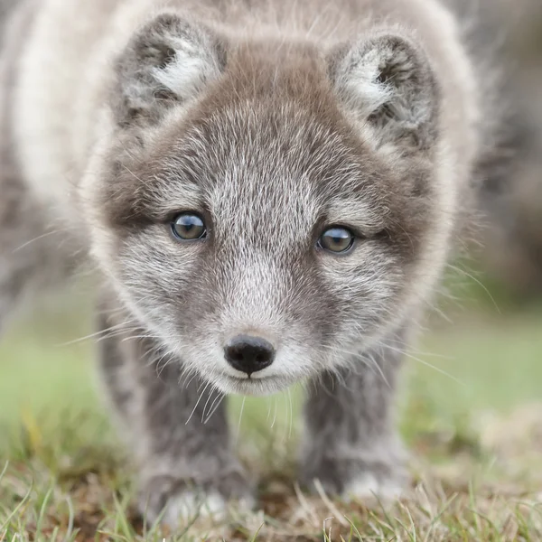 ᐈ Fox Cub Stock Images Royalty Free Fox Cub Pictures Download On Depositphotos ᐈ Fox Cub Stock Images Royalty Free Fox Cub Pictures Download On Depositphotos
