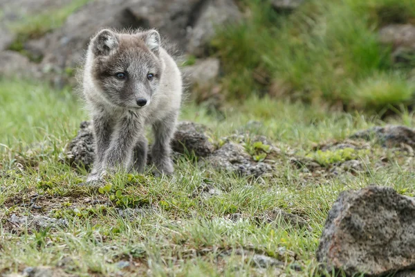 Arctic Fox cub Royalty Free Stock Photos