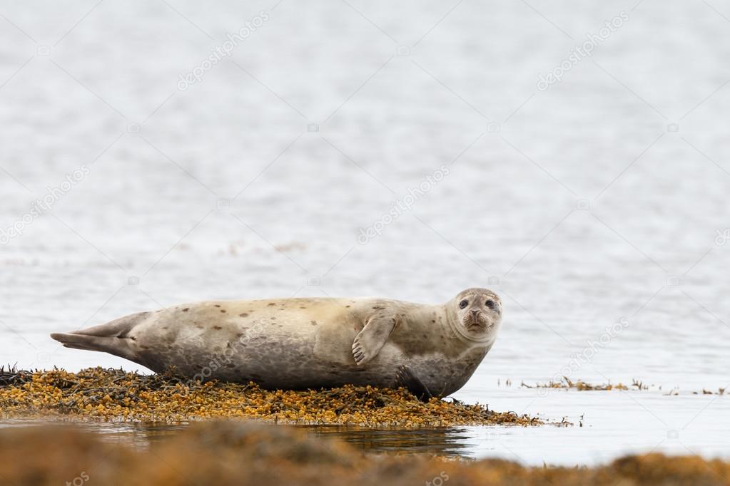 Seal resting on a rock at the coastline 