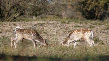 Güneşli bir günde yakalanan çimlerle kaplı tarlada savaşan nadasa düşmüş geyik manzarası, vahşilik kavramı   