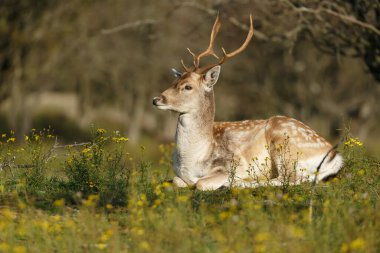Güneşli bir günde yakalanan çimenlerle kaplı tarlada düşen geyik manzarası, yabanilik kavramı.  