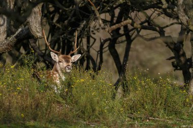Güneşli bir günde yakalanan çimenlerle kaplı tarlada düşen geyik manzarası, yabanilik kavramı.  