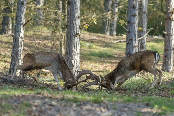 Vista Dei Daini Che Combattono Campi Coperti Erba Catturati Nelle — Foto Stock