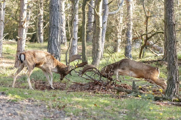햇볕이 풀덮인 들판에서 싸우고 누르스름 사슴의 야생의 — 스톡 사진