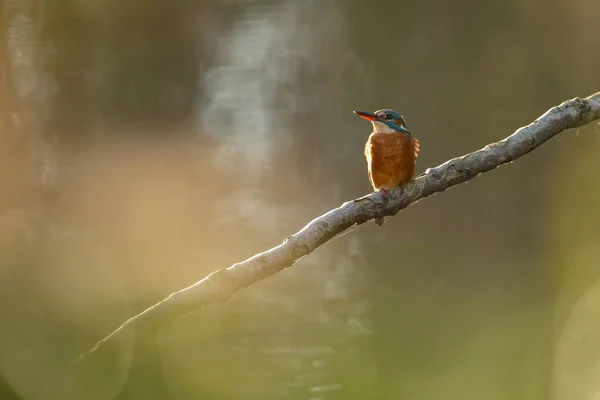 Belo Pássaro Kingfisher Empoleirado Galho Árvore — Fotografia de Stock