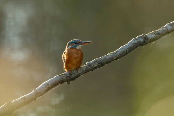 Красивий Птах Король Рибалка Гілці Дерева — стокове фото