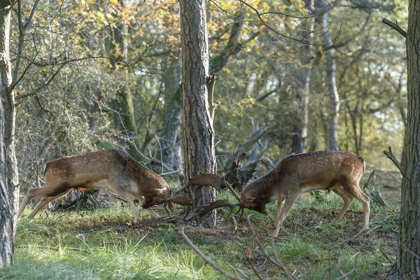 Vista Los Ciervos Barbecho Luchando Campo Cubierto Hierba Capturado Día — Foto de Stock