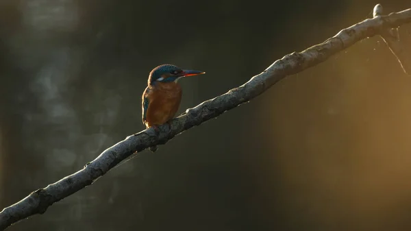 Güzel Kingfisher Kuşu Ağaç Dalına Tünedi — Stok fotoğraf