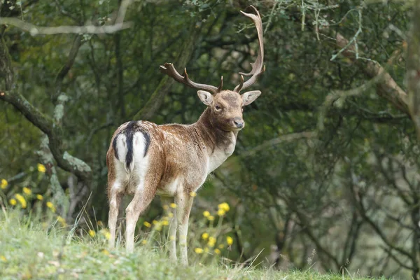 Pittoresk Uitzicht Damherten Grasveld Vastgelegd Zonnige Dag Wildheid Concept — Stockfoto