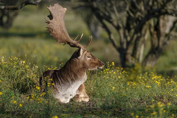 Vue Pittoresque Cerfs Jachère Sur Terrain Couvert Herbe Capturé Soleil — Photo