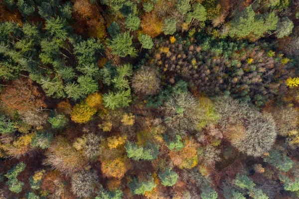 Aerial View Beautiful Endless Autumn Forest Sunny Day — Stock Photo, Image