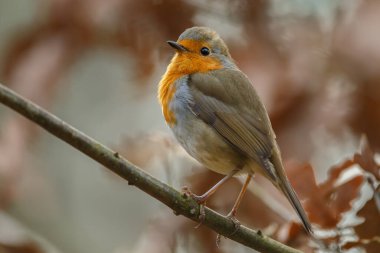 Avrupalı Robin, Erithacus Rubecula, Vahşi Orman 'da, bulanık arka planda yakın plan