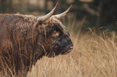 Büyük boğa gündüz vakti tarlada otluyor. 