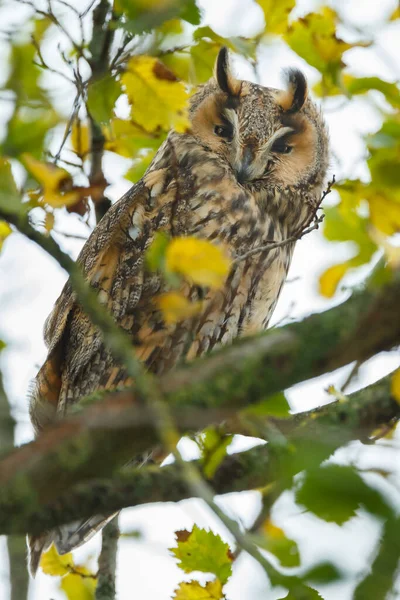 Cute Owl Sitting Tree Forest Closeup Shot Blurred Background — Stock Photo, Image