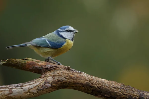 Grand Mésange Parus Major Forêt Sauvage Gros Plan Sur Fond — Photo