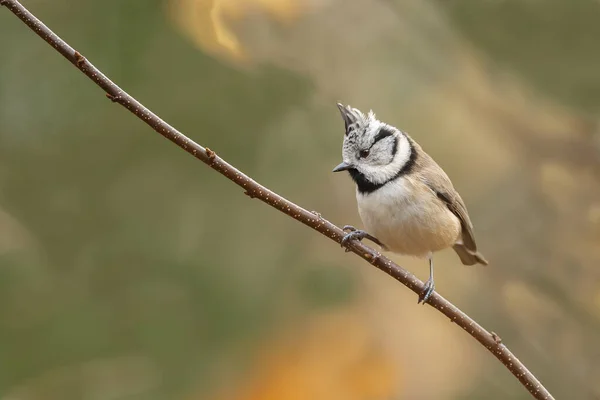 Crested Tit Parus Cristatus Wild Forest Closeup Blurred Background — Fotografia de Stock