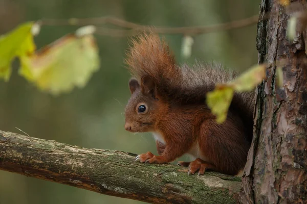 Close Van Schattige Rode Eekhoorn Het Bos Wazig Achtergrond — Stockfoto