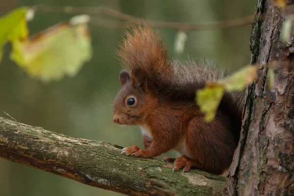 Nahaufnahme Von Niedlichen Roten Eichhörnchen Wald Verschwommener Hintergrund — Stockfoto