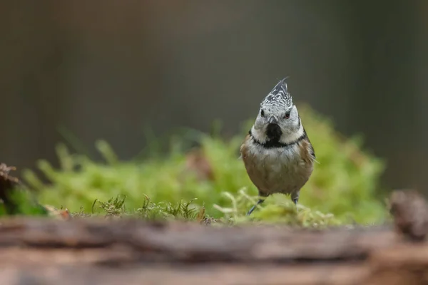 Crested Tit Parus Cristatus Wild Forest Closeup Blurred Background — 图库照片
