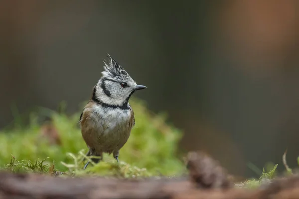 Crested Tit Parus Cristatus Wild Forest Closeup Blurred Background — Stock Photo, Image