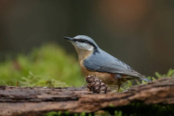 Grand Mésange Parus Major Forêt Sauvage Gros Plan Sur Fond — Photo