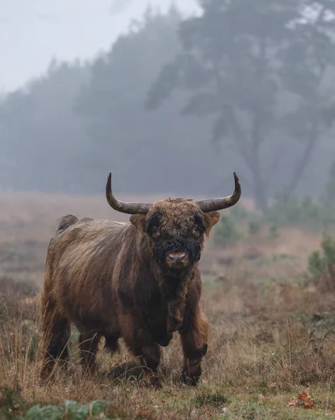 Gros Taureau Pâturant Sur Terrain Jour — Photo