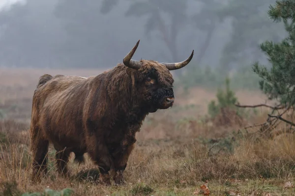 Gros Taureau Pâturant Sur Terrain Jour — Photo