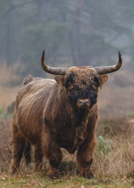 Gros Taureau Pâturant Sur Terrain Jour — Photo