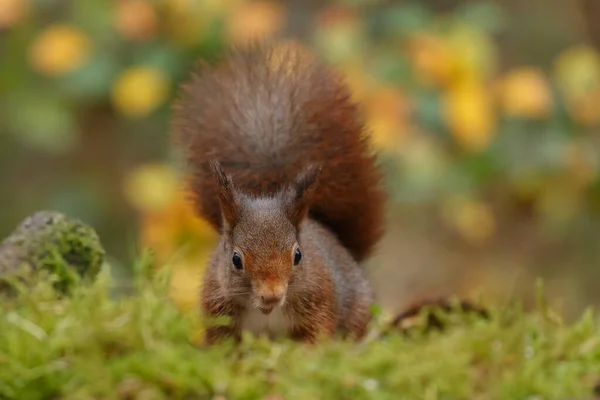 Closeup Cute Red Squirrel Forest Blurred Background — Stock Photo, Image