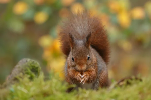 Gros Plan Mignon Écureuil Roux Dans Forêt Fond Flou — Photo