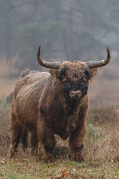 Gros Taureau Pâturant Sur Terrain Jour — Photo