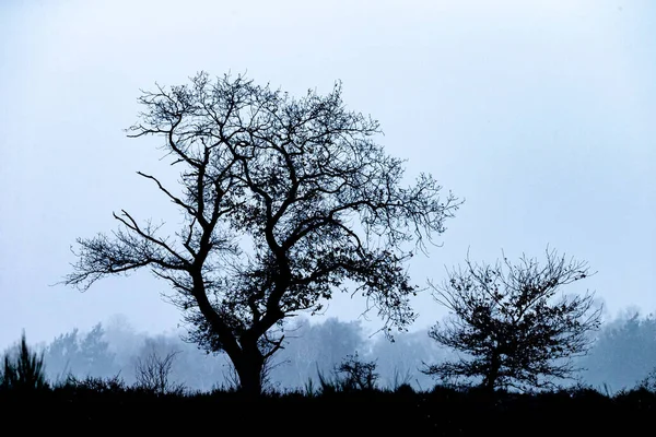 Силуэт Дерева Голубым Небом — стоковое фото