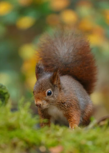 Nahaufnahme Von Niedlichen Roten Eichhörnchen Wald Verschwommener Hintergrund — Stockfoto