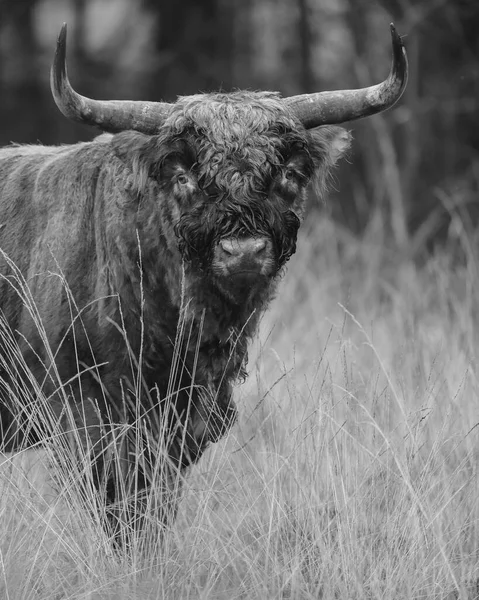 Toro Grande Pastando Campo Durante Día Tiro Blanco Negro —  Fotos de Stock