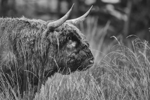 Big Bull Grazing Field Daytime Black White Shot — Stock Photo, Image