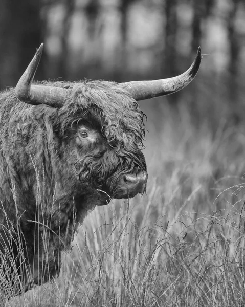 Toro Grande Pastando Campo Durante Día Tiro Blanco Negro —  Fotos de Stock