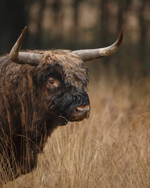 Grande Touro Pastando Campo Durante Dia — Fotografia de Stock