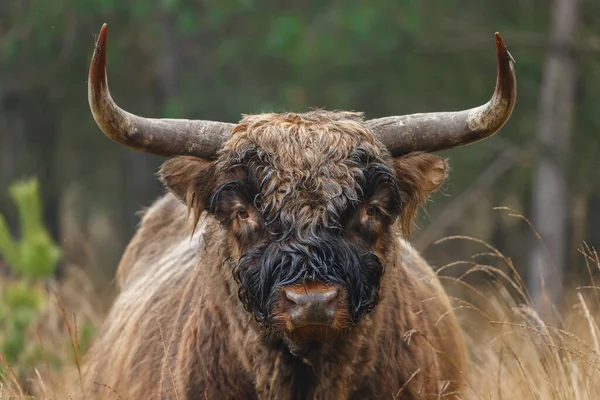 Grande Toro Pascolo Sul Campo Giorno — Foto Stock