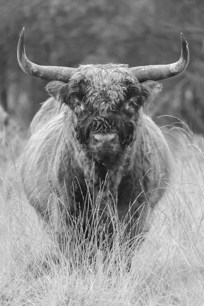 Toro Grande Pastando Campo Durante Día Tiro Blanco Negro —  Fotos de Stock