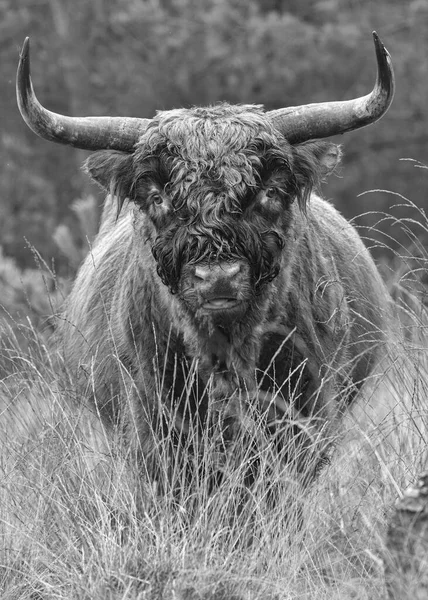 Gros Taureau Broutant Sur Terrain Jour Coup Noir Blanc — Photo