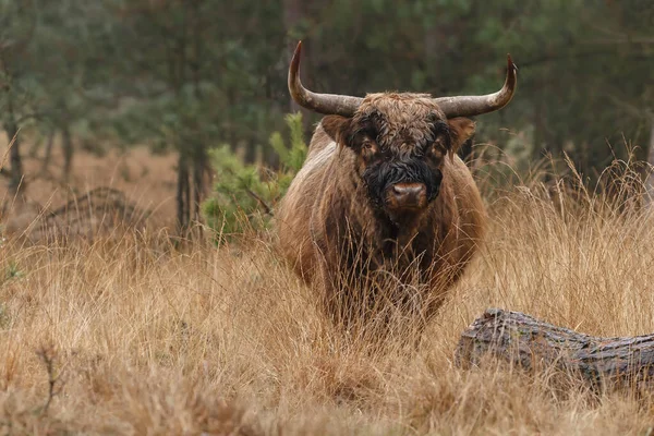 Grande Touro Pastando Campo Durante Dia — Fotografia de Stock