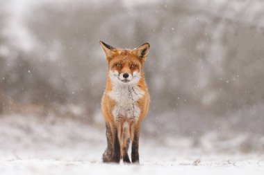 Kışın kızıl tilki ormanda duruyor ve taze kar yağıyor. 