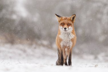 Kışın kızıl tilki ormanda duruyor ve taze kar yağıyor. 