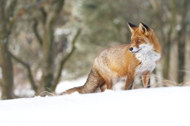 Kızıl tilki kış ormanında duruyor 