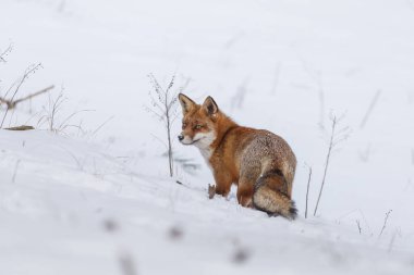 Kızıl tilki karda yürüyor 