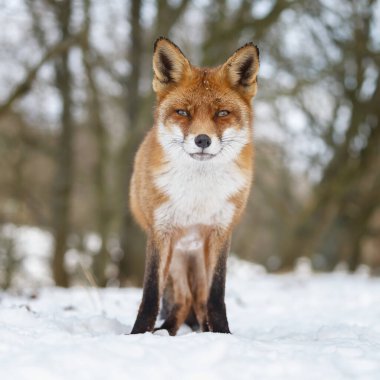 Kızıl tilki kış ormanında duruyor 