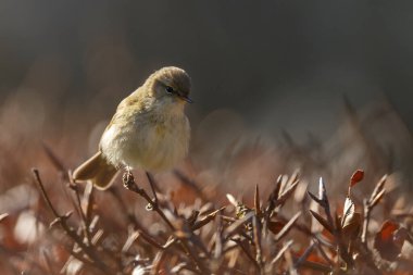 Kuş, bitki ve hayvan.