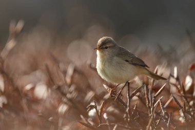 Kuş, bitki ve hayvan.