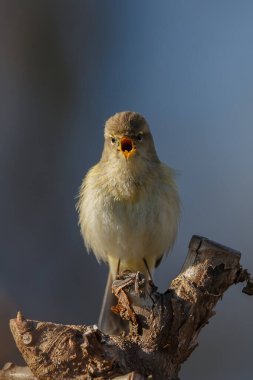 Bir ağacın dalındaki kuş.